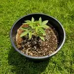Fastbuds Outdoor grow #1
