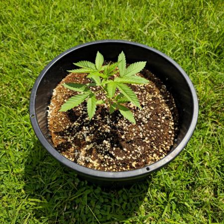 Fastbuds Outdoor grow #1