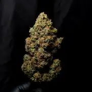 Banana Purple Punch Auto RF3 #2