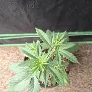 Fastbuds Purple Lemonade FF