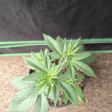 Fastbuds Purple Lemonade FF