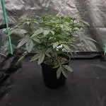 Black Frost