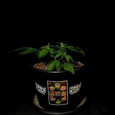 Fastbuds Mixed Pack (Photoperiod)