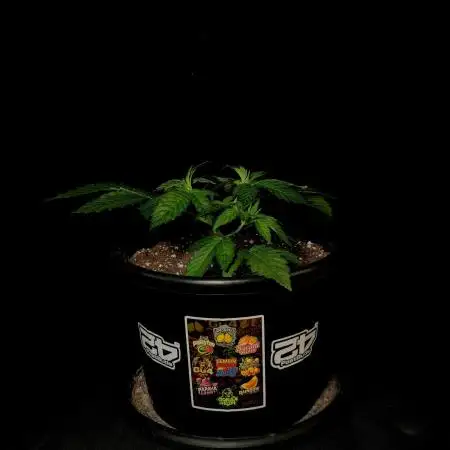 Fastbuds Mixed Pack (Photoperiod)