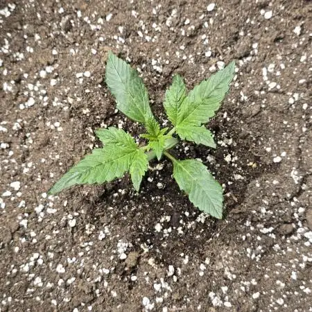 AK47 XL