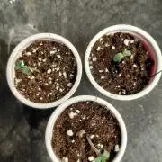 Auto Seeds trio