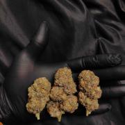 Fastbuds Mendo Frost Auto