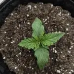 Fastbuds Mixed Pack (Photoperiod)