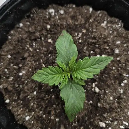 Fastbuds Mixed Pack (Photoperiod)