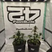 Banana Purple Punch Auto RF3 #2