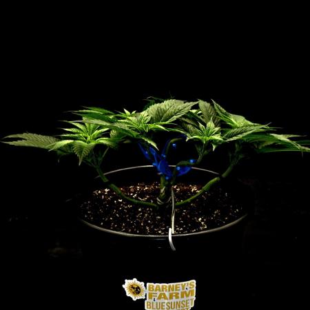 BlueSunset Sherbert