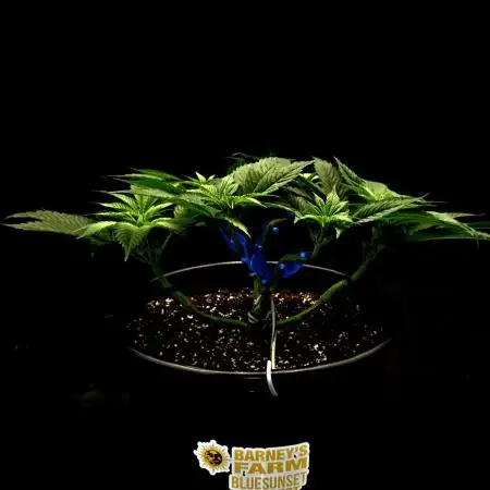 BlueSunset Sherbert