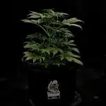 AK47 XL
