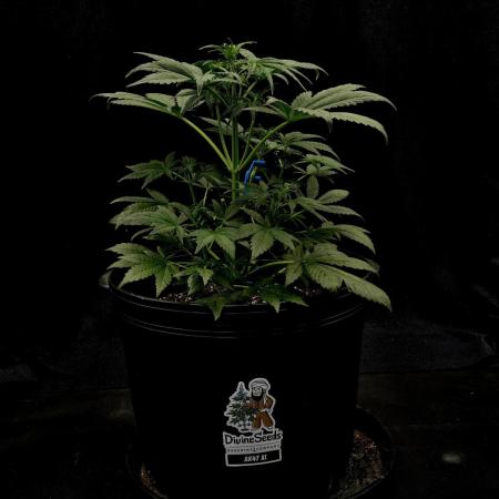 AK47 XL