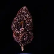 Fastbuds Mixed Pack (Photoperiod)