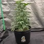 AK47 XL