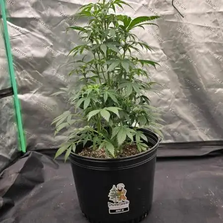 AK47 XL