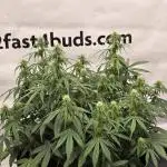 Gorilla Cookies