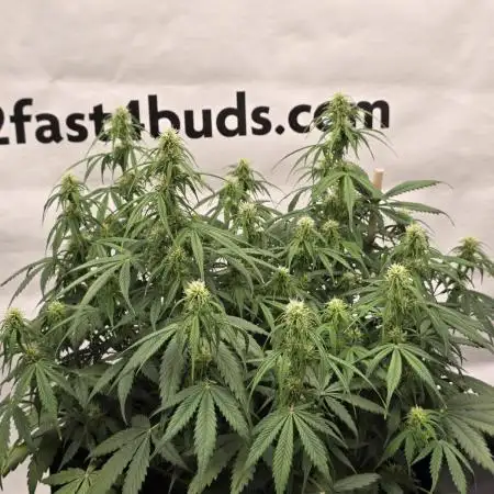 Gorilla Cookies