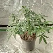 Zamnesia Seeds Kalani Asia