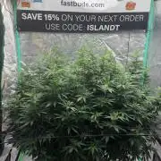 Fastbuds Purple Lemonade FF