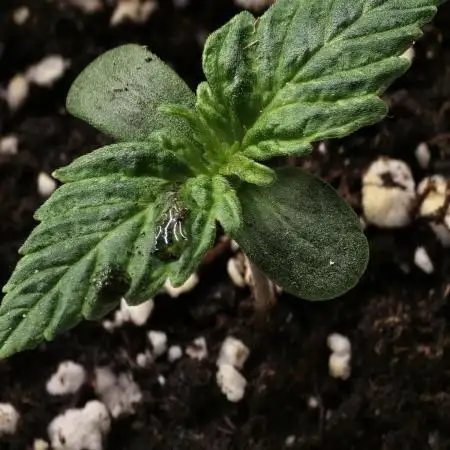 Auto Candy