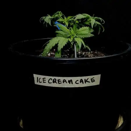 Ice Cream Cake