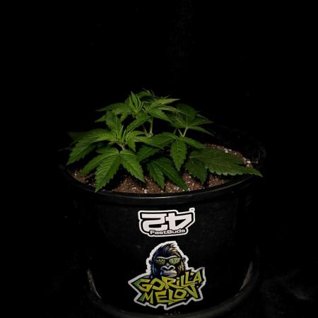 Gorilla Melon