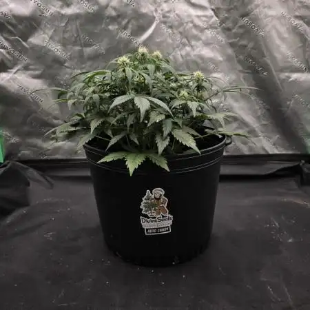 Auto Candy