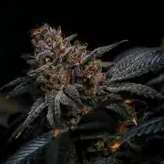 Fastbuds Mix Pack (Photoperiod)