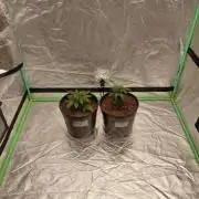 Kannabia Seeds Zoap Rose