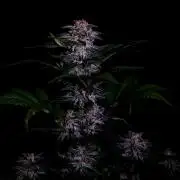 Fastbuds Strawberry Gorilla RF3