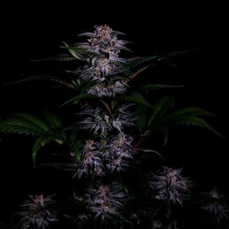 Fastbuds Strawberry Gorilla RF3