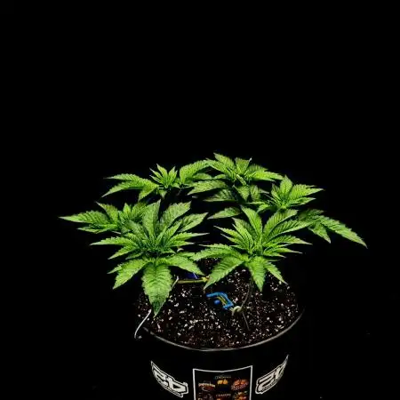 Fastbuds Mixed Pack (Photoperiod)