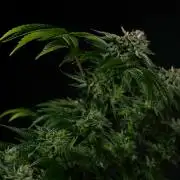 Fastbuds Mixed Pack (Photoperiod)