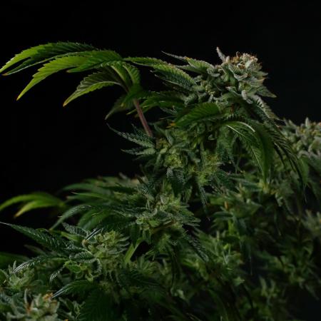 Fastbuds Mixed Pack (Photoperiod)