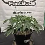 Fastbuds Mixed Pack (Photoperiod)