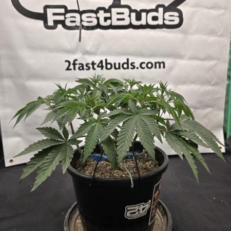 Fastbuds Mixed Pack (Photoperiod)