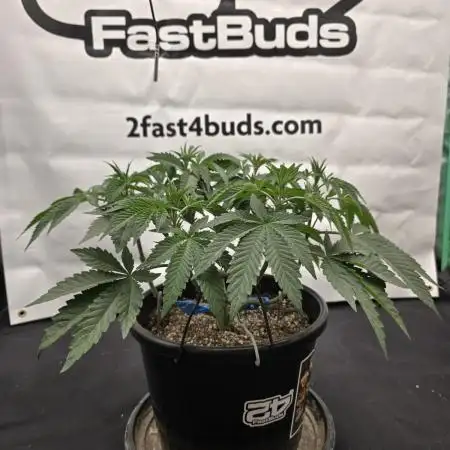Fastbuds Mixed Pack (Photoperiod)