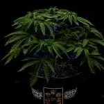 Fastbuds Mixed Pack (Photoperiod)