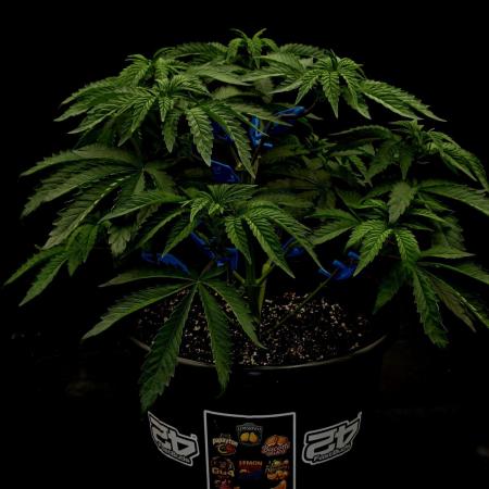 Fastbuds Mixed Pack (Photoperiod)