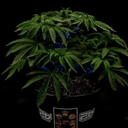 Fastbuds Mixed Pack (Photoperiod)