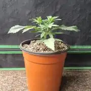 Zamnesia Seeds Kalani Asia