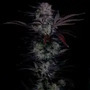 Fastbuds Mendo Frost Auto
