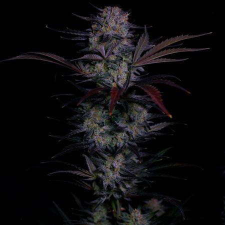 Fastbuds Mendo Frost Auto