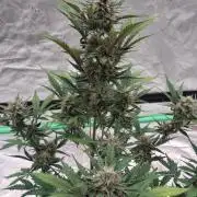 Fastbuds Mendo Guava Outdoor
