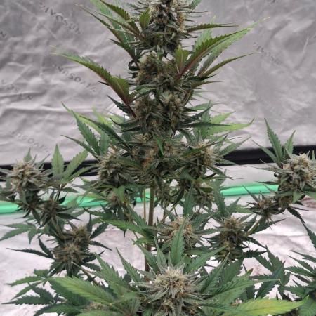 Fastbuds Mendo Guava Outdoor