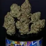 Mimosa X Orange Punch #2