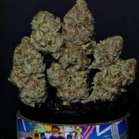 Mimosa X Orange Punch #2