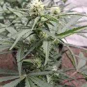 Fastbuds Banana Gauva Auto